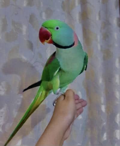 Raw parrot hand tame