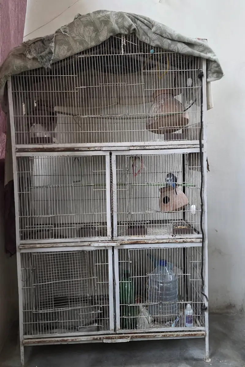 Big Cage For Sale