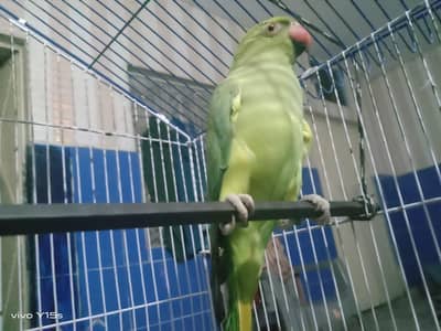parrots pair for sale in Sialkot