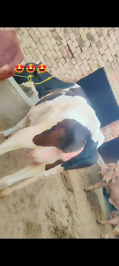 Australian freisn cow for sale