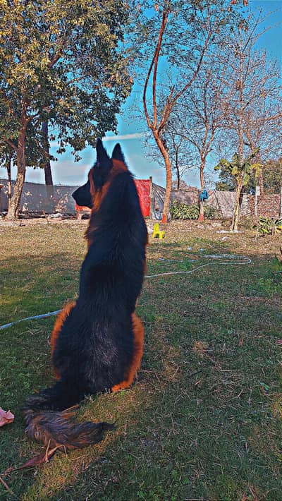 double court german for sale good bloodline non ped
