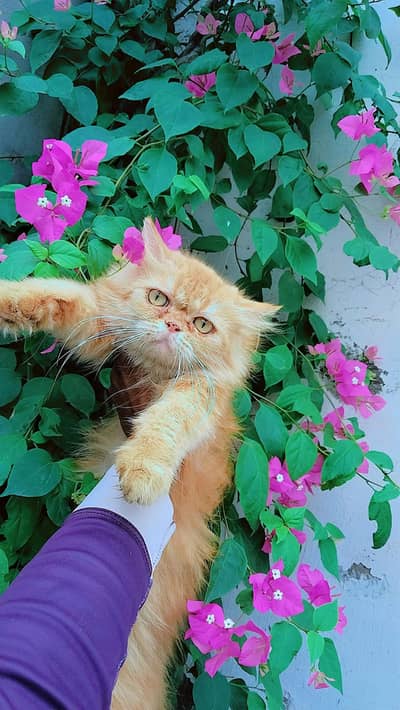 Persian cat pair for sale
