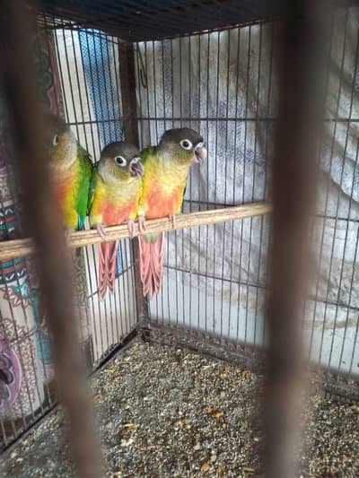 Conure Birds