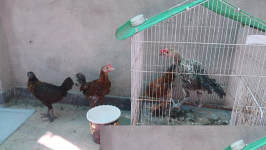 Desi Hens