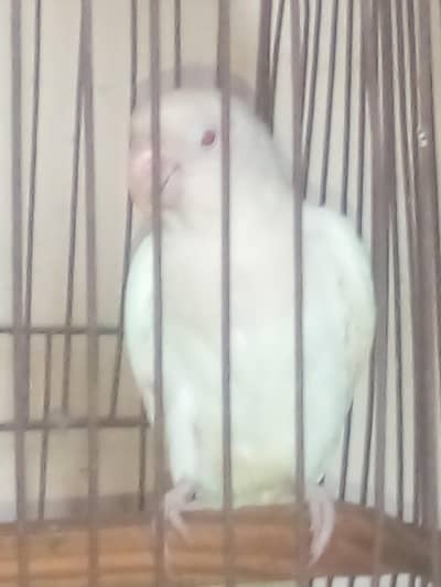 Love bird