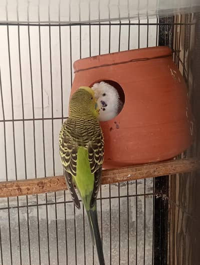 hogo Australian & love birds