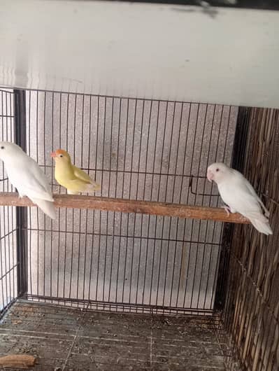 love birds