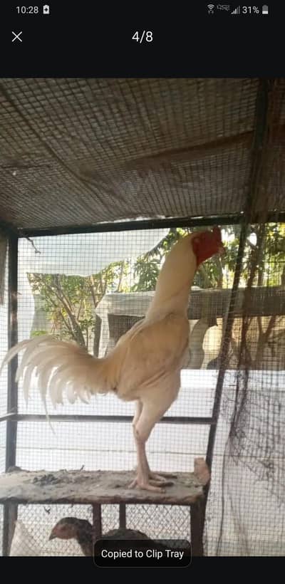 aseel turkish hint white chiks