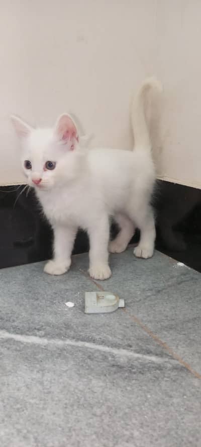 Persian Kitten For Sale