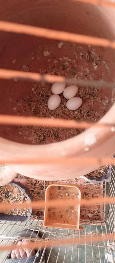 breeder pair 100%