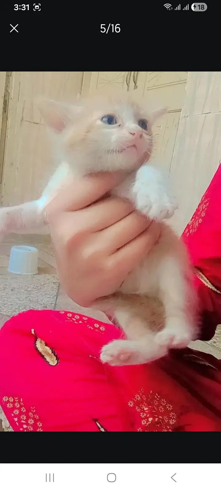 گولڈن کیٹ کے کٹن فری — photo 3