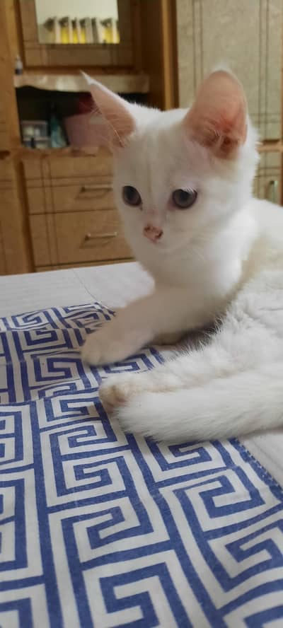 pure white persian cats