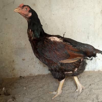 dono murgi ka 15,000 ha ph num03700948230