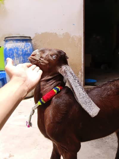 2027 qurbani Desi Bakra for sale