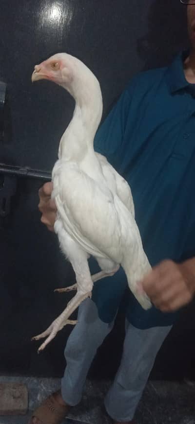 Aseel Heera  And Different Breeds For Sale
