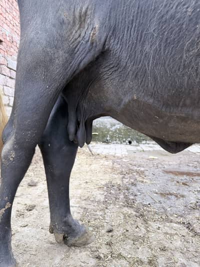 Buffalo cow