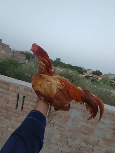 Khuli ka badsha for sale