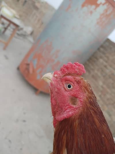 breeder murga for sale