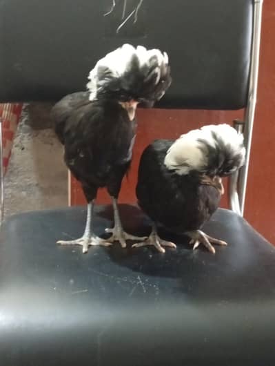 chicks for sale urgent