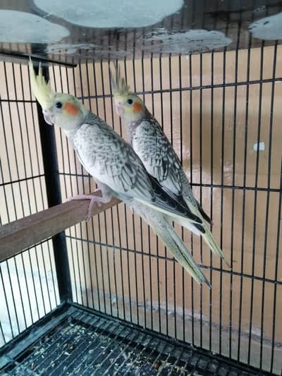 Cocktails chicks