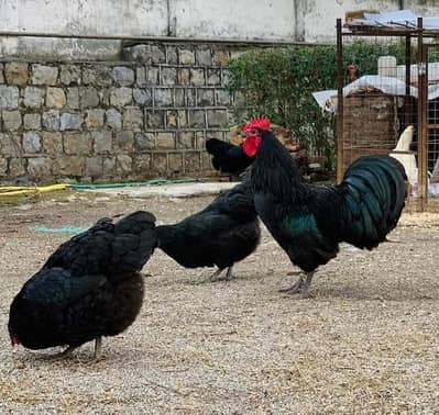 Australorp heritage fresh and fertile eggs available