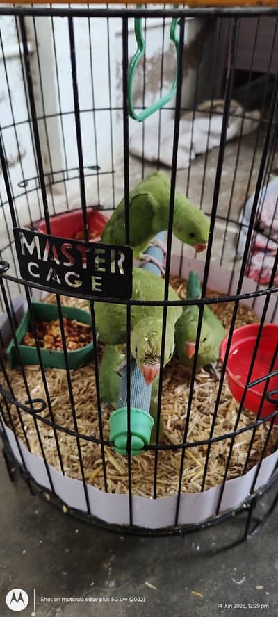 ringneck parrot  chicks with out cage