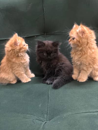 Persian kittens