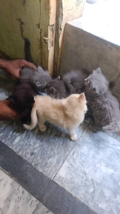 Percion cat single and bubble cotedd American cat  