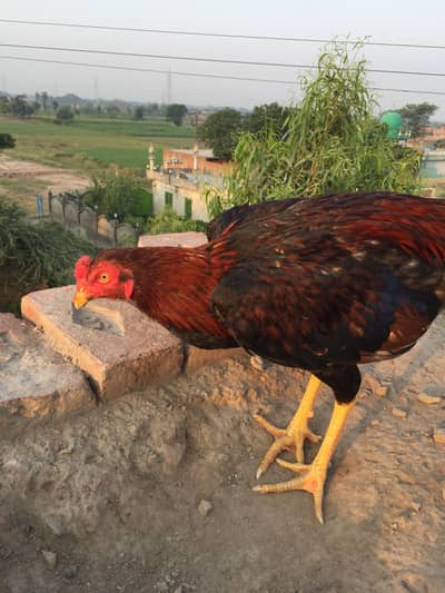 Mia wali aseel