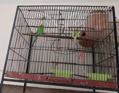 parrot cage