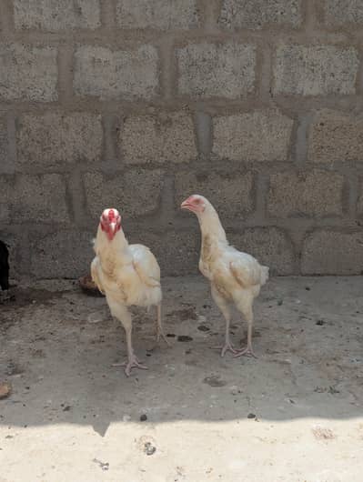 Heera Aseel pair full active