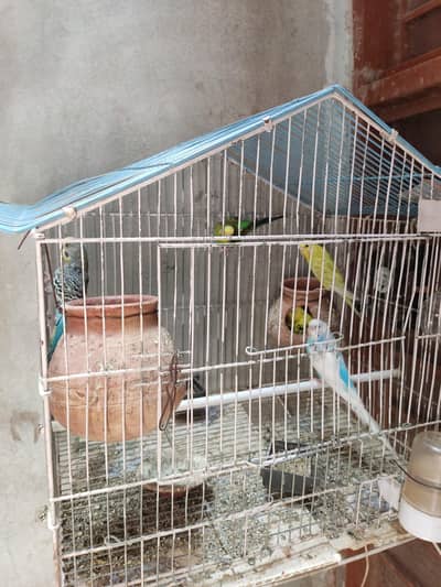 Buggies for sale