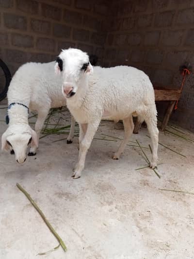 2 dumbe for sale