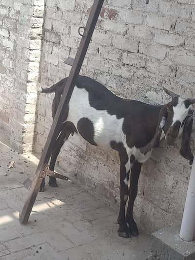 brider male bakri pregnant ha 3 month ke 200k price