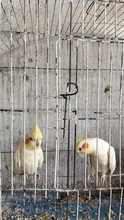 cocktail breeder pair for sale no bite