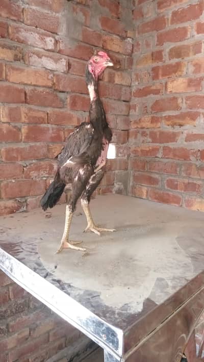 aseel 5 months patha or pathi shamo for sale