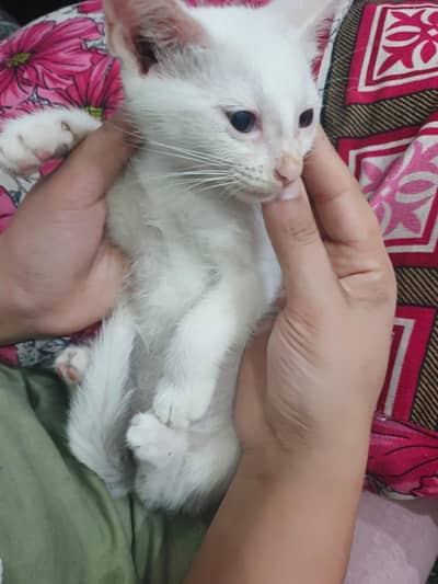 persion cats for sale