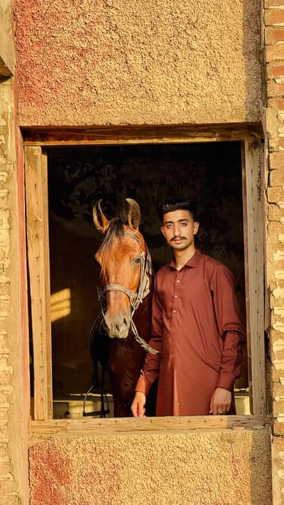 Dase komait horse for sale dest riding bhot shareef a