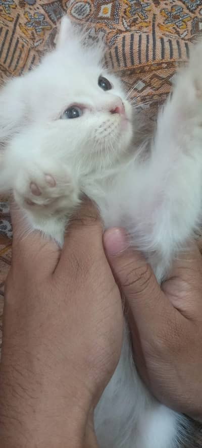 Cat Seller