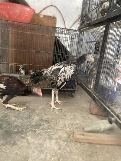 Aseel pair mianwali