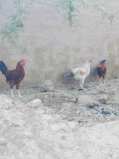 /desi/golden/misri male active and healthy/desi feed k sath