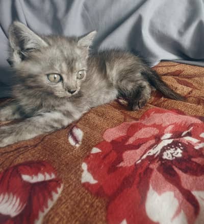 Himalayan Triple coated male kitten available