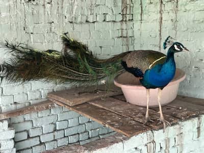 Male breeder peacock