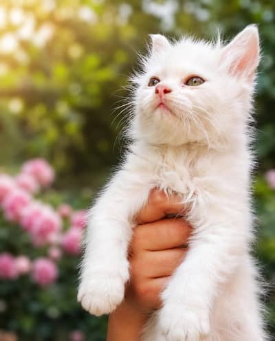 Persian kitten