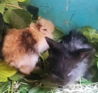 Loop English Angoora Mix breed