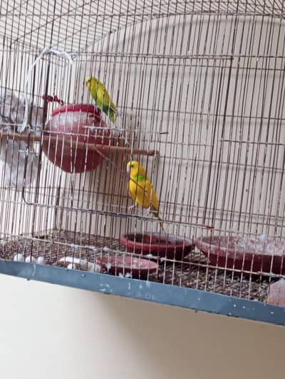budgie pair for sale