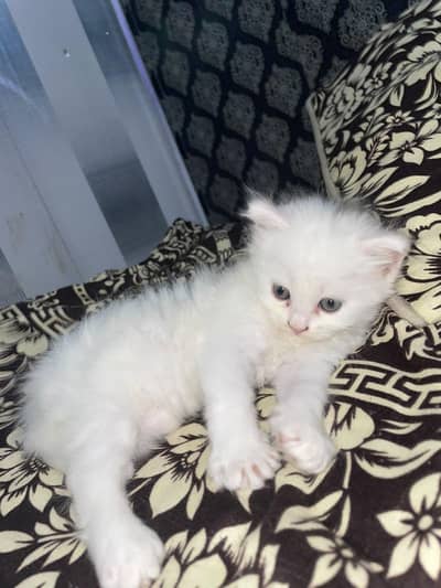 cat baby kittens