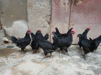 Australorp