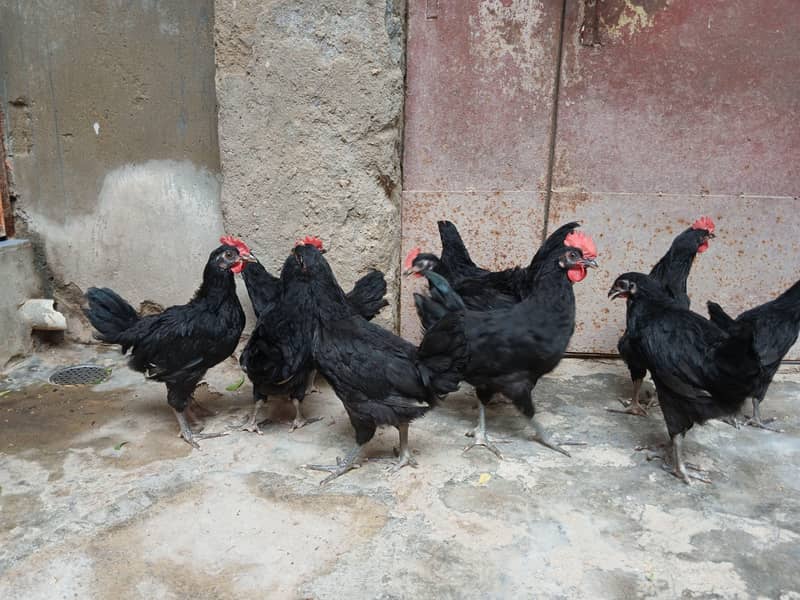 Australorp 0
