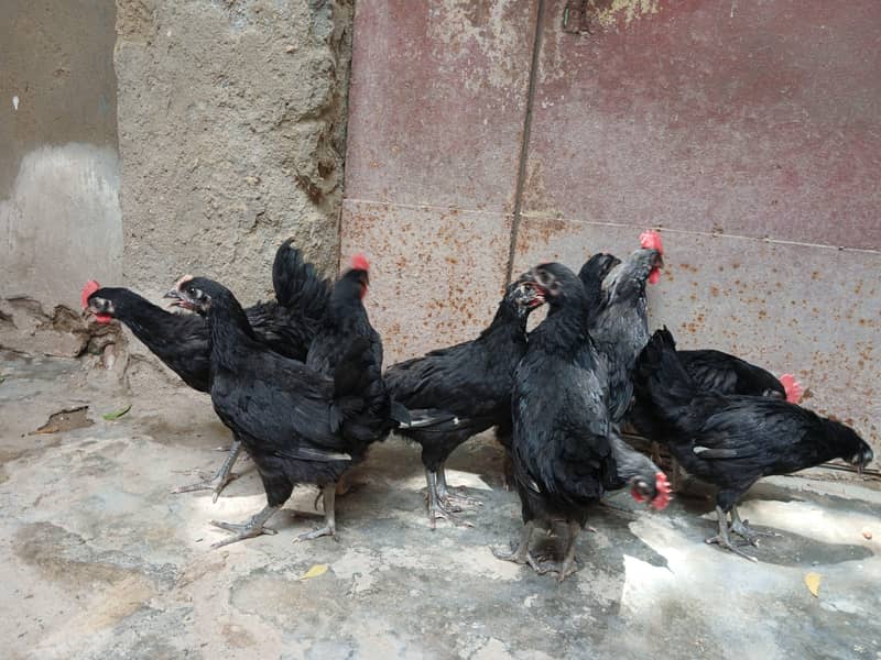 Australorp 1